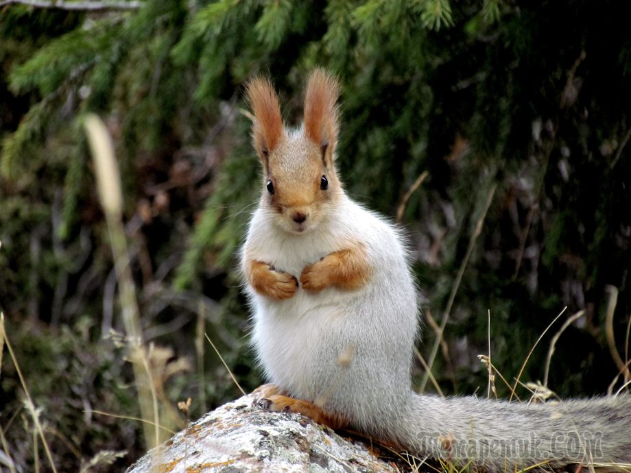 Створення сайтів wordpress на темі 33DA місто Черкаси Створення сайтів Черкаси, Создание сайтов wordpress на теме 33DA город Черкассы Создание сайтов Черкассы
