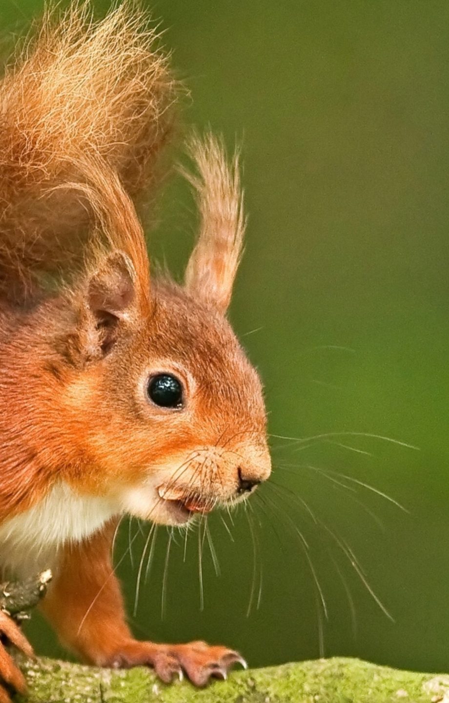 Розробка сайтів wordpress на темі 33DA місто Рівне Розробка сайтів Рівне , Разработка сайтов wordpress на теме 33DA город Ровно Разработка сайтов Ровно